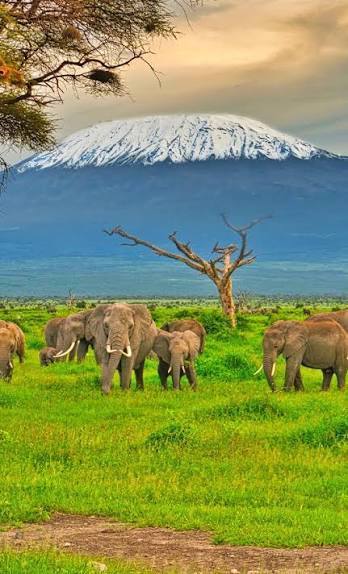 Amboseli Elephants & Kilimanjaro