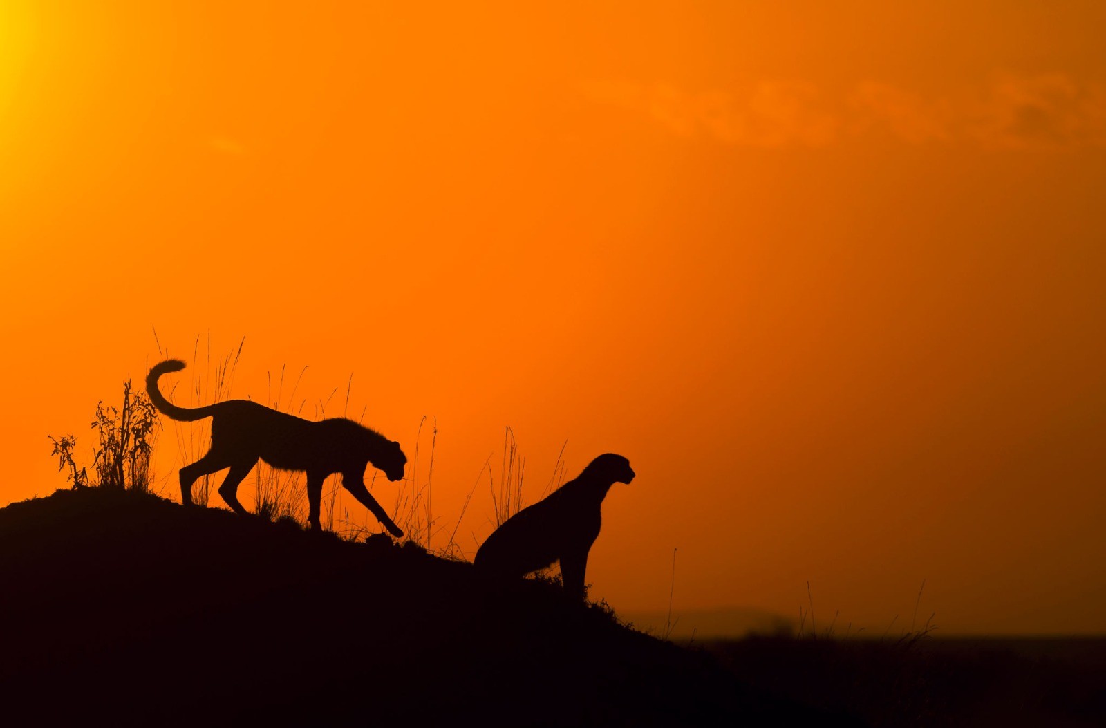 Luxury Safari Kenya