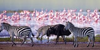 Lake Nakuru Flamingos