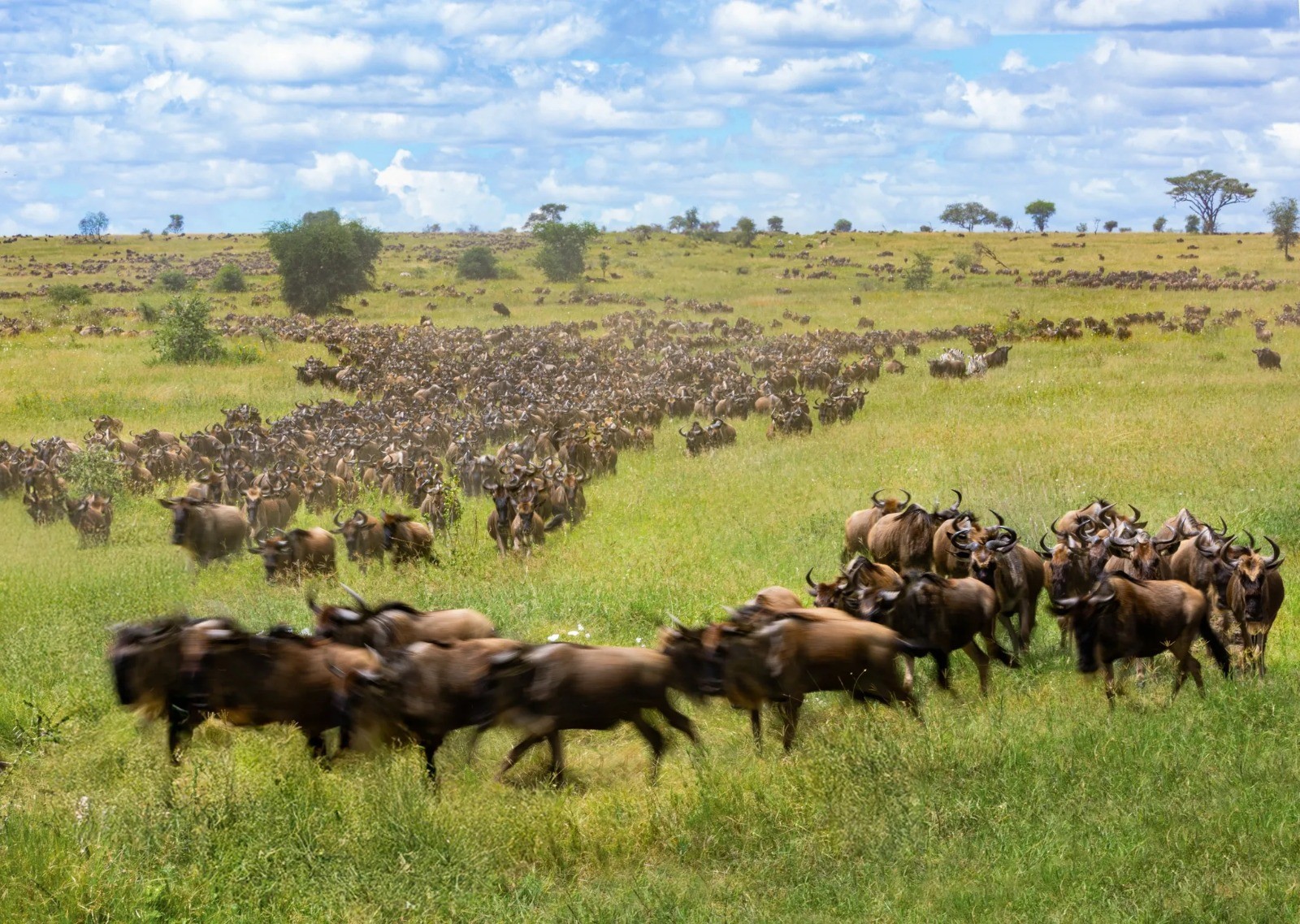 Maasai Mara Lion Kingdom